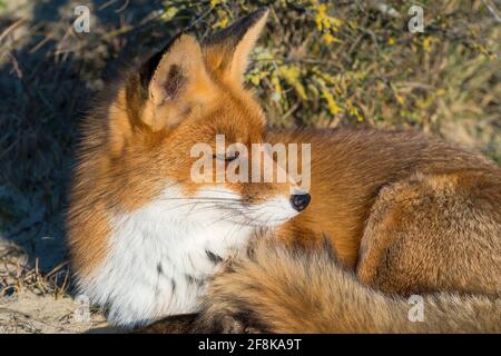 Rotfuchs (Vulpes vulpes) in den Dünen inmitten von Büschen und Vegetation, Portrait Stockfoto