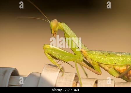 Gottesanbeterin (Mantis religiosa) Weibchen bedeckt mit Tau Tropfen Porträt Stockfoto