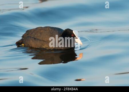 Gewöhnlicher Russ (Fulica atra) Erwachsene schwimmen im Wasser eines Sees Stockfoto