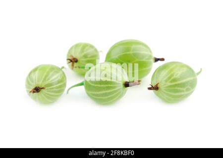 Grüne Stachelbeerfrucht Nahaufnahme auf weißem Hintergrund. Selektiver Fokus. Stockfoto