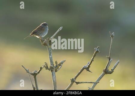 Dunnock (Prunella modularis) auf dem Strauch Stockfoto