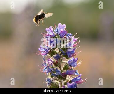 Gemeine Carder Bee (Bombus pascuorum) im Flug über Viper's Bugloss (Echium vulgare) Stockfoto