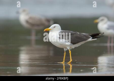 Zwergmöwe (Larus fuscus) Erwachsener am Strand an der Küste mit zwei Europäerin Hering Gull's (Larus argentatus) im Hintergrund Stockfoto