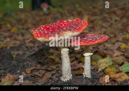 Zwei Fliegen-Agarika (Amanita muscaria) Zwischen Blättern auf dem Waldboden Stockfoto