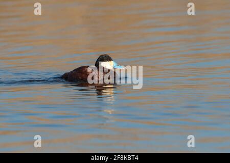 Ruddy Duck (Oxyura jamaicensis) schwimmt bei Sonnenuntergang in einem See Stockfoto