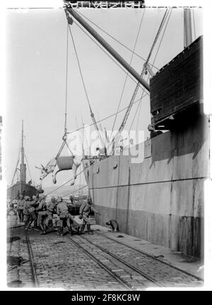 Istanbul (Konstantinopel) Zeichnung des Büffels; Konstantinopel, heute: Istanbul, Türkei Stockfoto