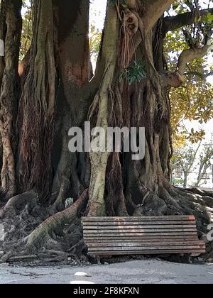 Bank vor den Wurzeln eines riesigen Baumes. Baumname: Moreton Bay Fig, Australian banyan, Ficus macrophylla. Parkname: Jardim da Estrela Stockfoto