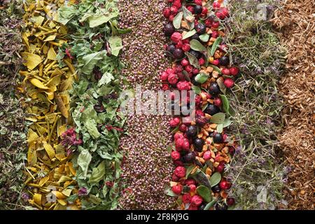 Reihen von trockenen Heilkräutern, gesunden Früchten und Beeren - wilder Majoran, Mistel, Heidekraut, Preiselbeeren und schwarze Johannisbeeren, getrocknete Äpfel, Thymian, Eiche Stockfoto