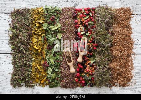 Reihen von trockenen Heilkräutern, gesunden Früchten und Beeren - wilder Majoran, Mistel, Heidekraut, Preiselbeeren, schwarze Johannisbeeren, Getrocknete Äpfel, Thymian, Eichenholz Stockfoto