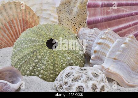Bunte Muscheln und Seeigel Skelett am Sandstrand Stockfoto