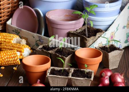 Setzlinge in biologisch abbaubaren Papptöpfen und Tonblumentöpfen auf dunklem launischem Hintergrund, Nahaufnahme, ökologischer Landbau und Gartenbau, Baumwollgeziefer lebend, langsam Stockfoto