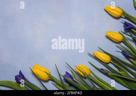 Rahmen mit gelber Tulpe und blauen Irisblüten mit grünen Blättern auf blauem Strukturbeton. Saisonaler Hintergrund mit frischen natürlichen Blume flach legen und Stockfoto