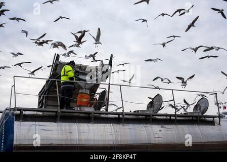 Hel, Polen. März 2021. Im Hafen der Stadt Hel kreisen die Möwen über den frisch gefangenen Hering, der in den Tanker geladen wird, um die Fische zu transportieren.Alltag auf der Halbinsel Hel während der 3. Sperre, die durch die dritte Welle der Covid-19-Pandemie in Polen verursacht wurde. (Foto von Attila Husejnow/SOPA Images/Sipa USA) Quelle: SIPA USA/Alamy Live News Stockfoto