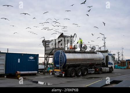 Hel, Pommern, Polen. März 2021. Im Hafen der Stadt Hel kreisen die Möwen über den frisch gefangenen Hering, der in den Tanker geladen wird, um die Fische zu transportieren.Alltag auf der Halbinsel Hel während der 3. Sperre, die durch die dritte Welle der Covid-19-Pandemie in Polen verursacht wurde. Quelle: Attila Husejnow/SOPA Images/ZUMA Wire/Alamy Live News Stockfoto