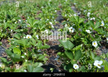 Reihen von Erdbeeren in Blüte auf einem Bauernhof Stockfoto