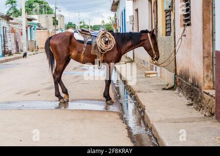 Pferd auf einer Straße in Remedios, Kuba Stockfoto