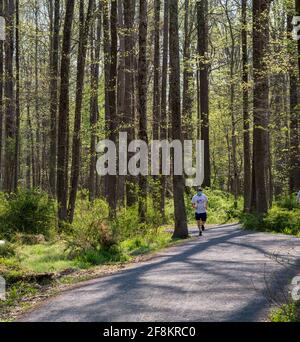 Alexandria, VA, USA – 8. April 2021. Ein vertikales Foto eines Joggers, der auf einem Trail im Huntley Meadows Park läuft. Stockfoto