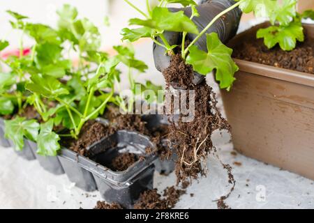 Gärtner Hände verpflanzen junge Setzlinge sprießen in Torftöpfe Boden. Blumen zu Hause auf dem Balkon Pflanzen Stockfoto