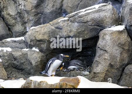 Königspinguine, Apetenodytes Patagonicus von der Sub-Artik zum Zoo Stockfoto