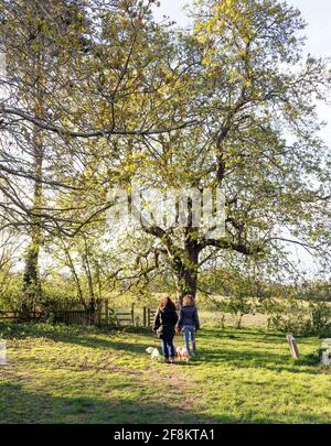 Zwei Frauen gehen kleine Hunde in der Sussex Landschaft Großbritannien Stockfoto