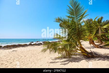 Palmen an einem tropischen Strand, Sommerurlaubskonzept, Sri Lanka. Stockfoto