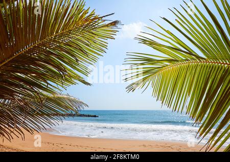 Palmenblätter an einem tropischen Strand, selektiver Fokus. Stockfoto