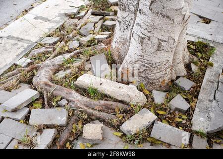 Vernachlässigte und nicht gepflegte Pflaster zerbröckeln, weil ein Baum durch sie in Sizilien, Italien gewachsen ist. 2021 Stockfoto
