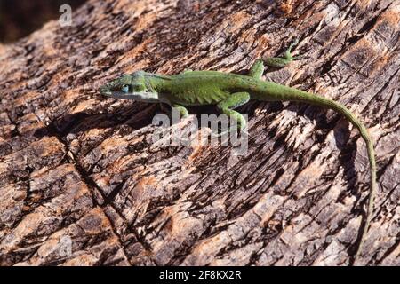 Eine grüne Anole, Anolis carolinensis, auf dem Stamm einer Palme auf der Insel Guam. Stockfoto