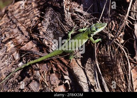 Eine grüne Anole, Anolis carolinensis, auf dem Stamm einer Palme auf der Insel Guam. Stockfoto