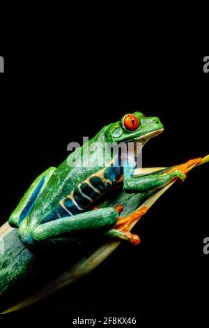 Ein rotäugiger Blattfrosch, Agalychnis callidyas, auf einer sansevieria-Pflanze. Diese Frösche sind hauptsächlich nachtaktiv und schlafen tagsüber. Stockfoto