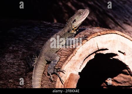 Der Gippsland Water Dragon, Intellagama lesueurii howittii, ist eine Unterart des australischen Wasserdrachens. Stockfoto