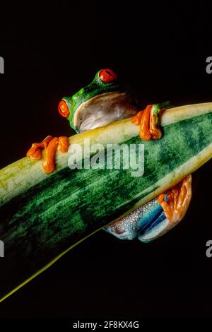 Ein rotäugiger Blattfrosch, Agalychnis callidyas, auf einer sansevieria-Pflanze. Diese Frösche sind hauptsächlich nachtaktiv und schlafen tagsüber. Stockfoto