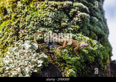 Die braune Anole, Anolis sagrei, auch bekannt als die Bahaman Anole auf Kauai, Hawaii. Es stammt aus Kuba und den Bahamas, wurde aber weit verbreitet Stockfoto