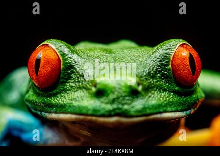 Ein Nahaufnahme-Porträt eines rotäugigen Blattfrosches, Agalychnis callidyas. Diese Frösche sind hauptsächlich nachtaktiv und schlafen tagsüber. Stockfoto