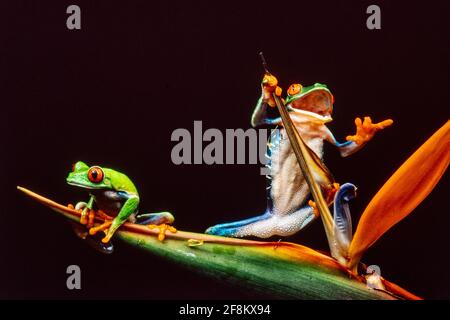 Ein männlicher und ein weiblicher Rotäugiger Blattfrosch, Agalychnis callidyas, auf einer Pflanze des Paradiesvogels. Das größere Weibchen ist rechts. Stockfoto