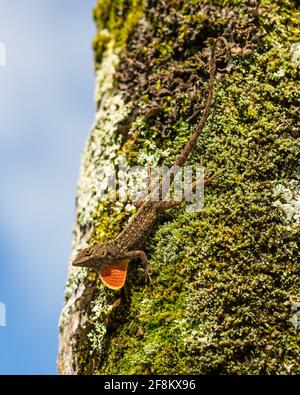 Ein männlicher brauner Anole, Anolis sagrei, auch bekannt als Bahaman Anole, dehnte seine Wamme in einer territorialen Ausstellung auf Kauai, Hawaii aus. Sie ist in C nativ Stockfoto