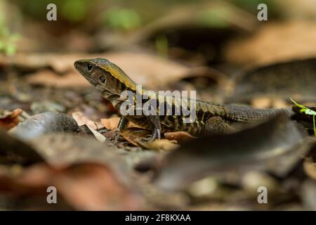 Ein mittelamerikanischer Whiptail, Holcosus festivus, im Manuel Antonia Nationalpark in Costa Rica. Stockfoto