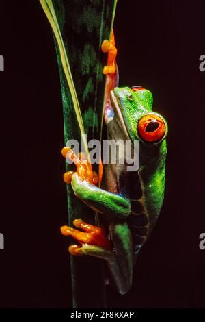 Ein rotäugiger Blattfrosch, Agalychnis callidyas, auf einer sansevieria-Pflanze. Diese Frösche sind hauptsächlich nachtaktiv und schlafen tagsüber. Stockfoto