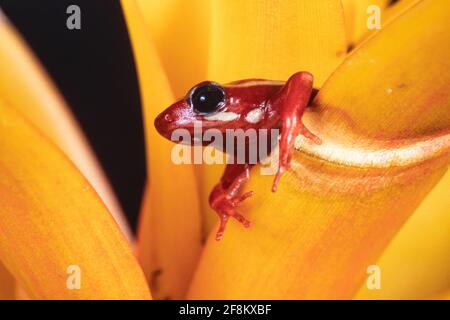 Der phantasmale Giftfrosch, Epipedobates tricolor, kommt nur in Ecuador vor und ist gefährdet. Stockfoto