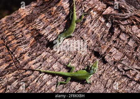 Zwei männliche grüne Anoles, Anolis carolinensis, blicken auf den Stamm einer Palme auf der Insel Guam. Stockfoto