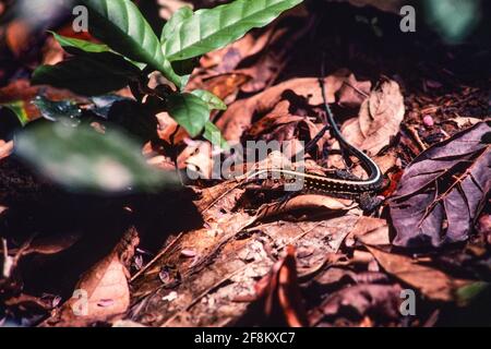 Ein mittelamerikanischer Whiptail, Holcosus festivus, im Regenwald von Panama. Stockfoto