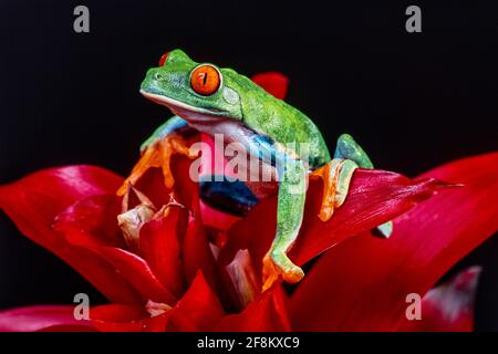 Ein rotäugiger Blattfrosch, Agalychnis callidyas, auf einem roten Bromeliadenaufstand. Diese Frösche sind hauptsächlich nachtaktiv und schlafen tagsüber. Stockfoto