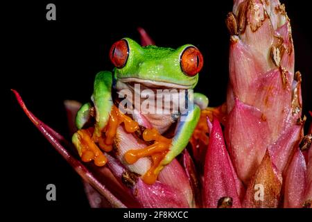 Ein rotäugiger Blattfrosch, Agalychnis callidyas, auf einem rosa Bromeliadenaufstand. Diese Frösche sind hauptsächlich nachtaktiv und schlafen tagsüber. Stockfoto