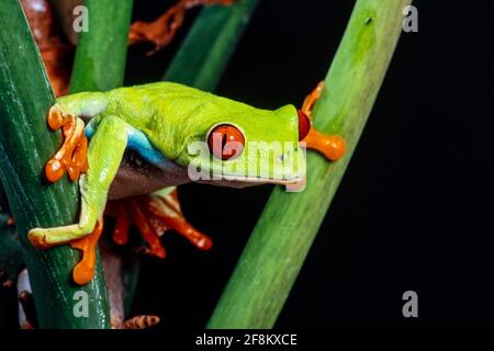 Ein rotäugiger Blattfrosch, Agalychnis callidyas, der auf einer Pflanze klettert. Diese Frösche sind hauptsächlich nachtaktiv und schlafen tagsüber. Stockfoto