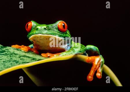 Ein rotäugiger Blattfrosch, Agalychnis callidyas, auf einer sansevieria-Pflanze. Diese Frösche sind hauptsächlich nachtaktiv und schlafen tagsüber. Stockfoto