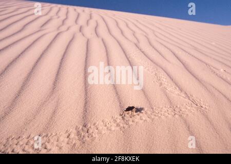 Eleodes obscurus, ein Pinakatkäfer oder Dunkelkäfer, macht Spuren in den Dünen im White Sands National Park, New Mexico. Stockfoto