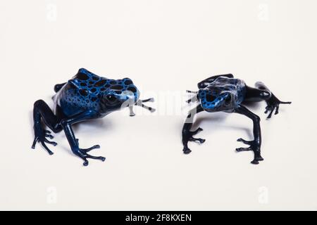 Zwei Blaue Giftfrösche, Dendrobates tinctorius azureus, ehemals Dendrobates azureus. Dieser Frosch stammt aus der Region Sipalwini in Suriname. Stockfoto