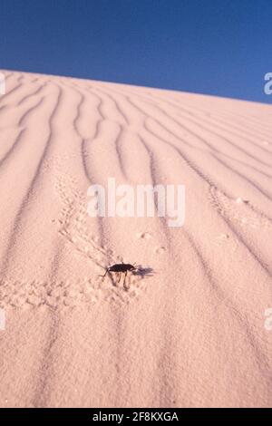 Eleodes obscurus, ein Pinakatkäfer oder Dunkelkäfer, macht Spuren in den Dünen im White Sands National Park, New Mexico. Stockfoto