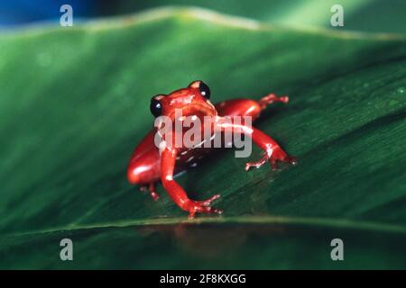 Der phantasmale Giftfrosch, Epipedobates tricolor, kommt nur in Ecuador vor und ist gefährdet. Stockfoto