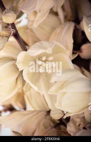 Eine Nahaufnahme von blühenden Seifenbaumjucca-Blumen im White Sands National Park, New Mexico. Stockfoto